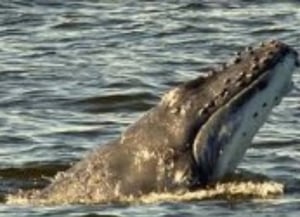 Namibia Dolphin & Seal Catamaran Cruises