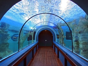 National Marine Aquarium