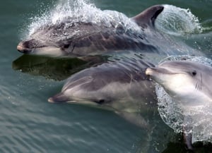 Ocean Adventure Tours