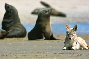 Meet the Seals at Pelican Point Peninsula