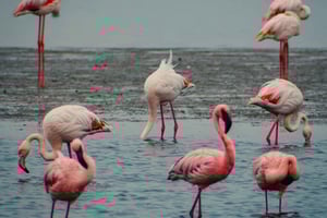 Sandwich Harbor Half Day Tour