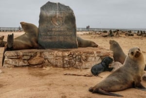 Cape Cross and Henties Bay Guided Tour SkeletonCoast Namibia