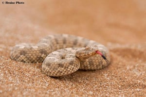 Swakopmund: Living Desert Tour - Namib Desert