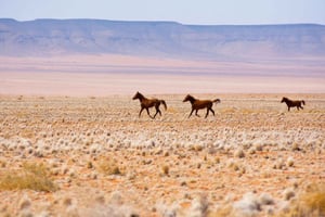 Swakopmund: Namib Desert Horseback Ride - 1 hour