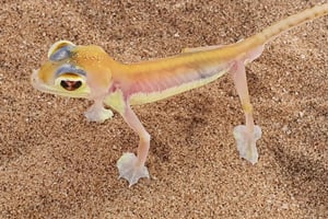 Swakopmund: Little Five Desert Wildlife Quad Biking Tour