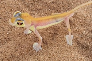 Swakopmund: Little Five Desert Wildlife Quad Biking Tour