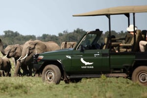 Twyfelfontein: Desert Elephants & Rock Art Private Tour