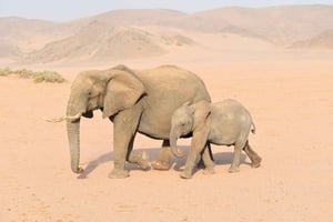 Windhoek: 4 Day Etosha National Park and Swakopmund Tour