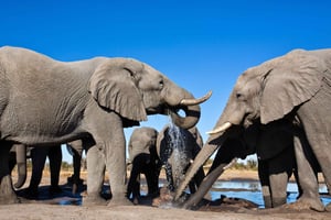 Windhoek: 5-Day Private Etosha Safari with Accommodation