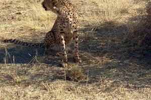 Windhoek : Cheetah walk Experience