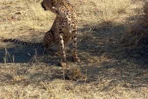 Windhoek : Cheetah walk Experience