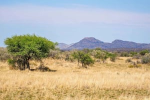 Windhoek: Guided Walking Safari in Namibian Bushveld