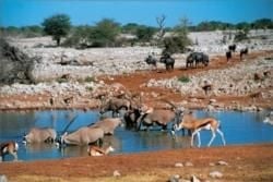 Etosha Area