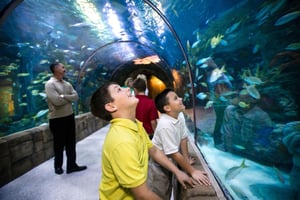 New Orleans: Audubon Aquarium & Insectarium -lippu