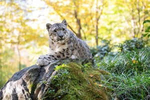 Toegangsbewijs voor Central Park Zoo