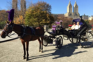 NYC: Lang hestevognstur i Central Park med fotostop