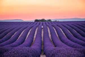From Nice or Cannes: Provence Lavender Fields & Verdon Tour