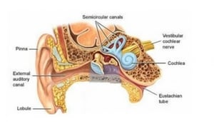 Ent - Royal St Hospital