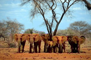 De Mombaça: viagem de grupo de dia inteiro ao Parque Nacional de Tsavo