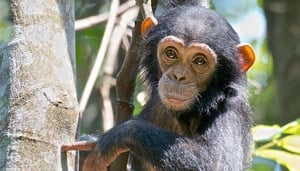 Gashaka Gumti National Park