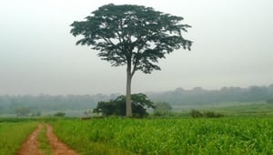 IITA Forest