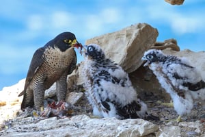 Vogelbeobachtung und Schnorchelabenteuer auf Al Fahal Island