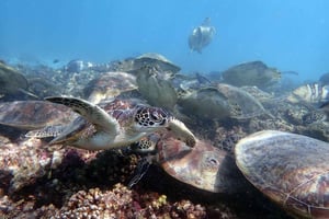 Dykkertur til Dimaniyat-øerne