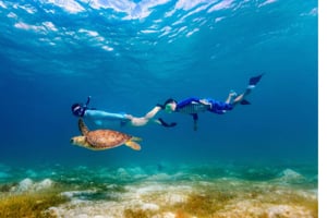 الغطس الديمانيات (سباحة أسماك القرش أو السلاحف)