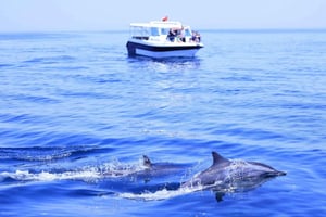 Muscat Dolphin Watching & Coastal Sightseeing Tour