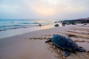 From Muscat: 2-Days, 1 Night in Ras Al Hadd