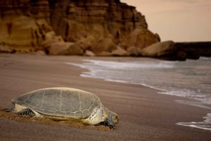 Fra Muscat: 4-dages tur til Omans højdepunkter