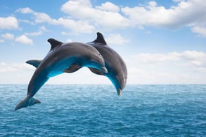 マスカット発：イルカと出会う日帰りツアー