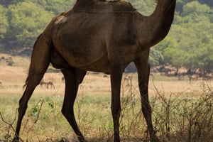 Experiencia de un día entero en Khareef: Wadi Darbat y montañas de Salalah