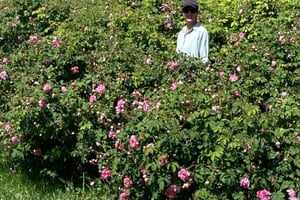 Opastettu vuorikierros: Sayqin tasangolle ja lasku Wadi Muaydinin läpi