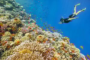 Muscat: 4-Hour Snorkeling Tour with Dolphin watching
