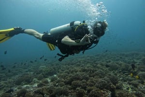 Muscat: Daymaniat Islands Scuba Diving para iniciantes