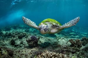 Maskat: nurkowanie z rurką na Dimaniyat Islands z odbiorem z hotelu