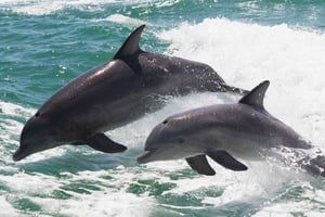 Маскат: наблюдение за дельфинами и снорклинг