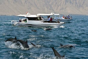 Mascate: Golfinhos Majestosos – Passeio Privado no Oceano