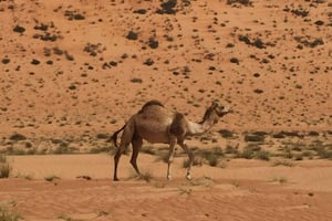 Fra Muscat: Privat safari i ørkenen, overnatning og Wadi Khalid