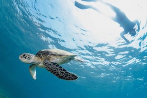 Muscat: Snorkeltur til Daymaniyat-øerne + frokost i BBQ-stil
