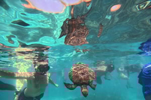 Oman: Snorkeltur til Daymaniyat Island med udstyr