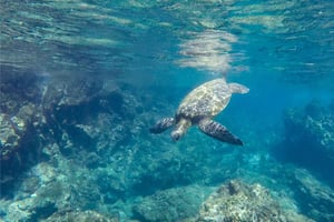 Salalah: Upptäck Mirbats snorklingsparadis Guidad tur