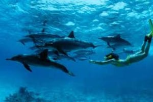 Salalah: Swimming with Dolphins with Lunch & Pick up
