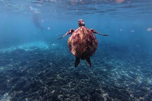 Snorkeling at Dimaniyat Islands from Muscat