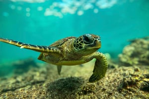 Snorkeling with turtles at Ad Daymaniyat Islands