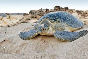 Paquete turístico Fatimah 2 días y 1 noche en Ras Al Hadd,Omán