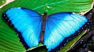Butterfly Haven El Valle De Anton
