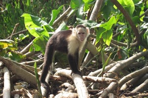 Vanuit Panama Stad: Gatun Meer en Apeneiland Tour