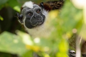 From Riu Playa Blanca - Monkey Island, Sloth & Old Town Tour